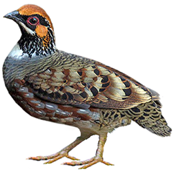 Sichuan Hill Partridge
